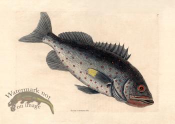 Catesby Fish 8